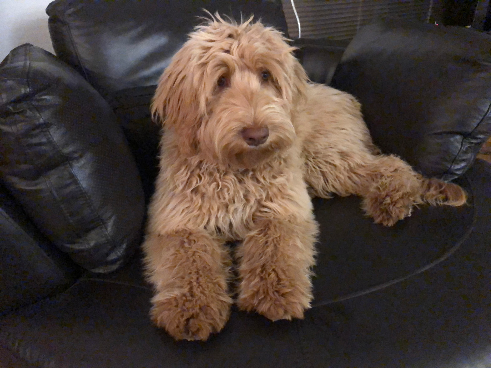 Australian store labradoodle kennel